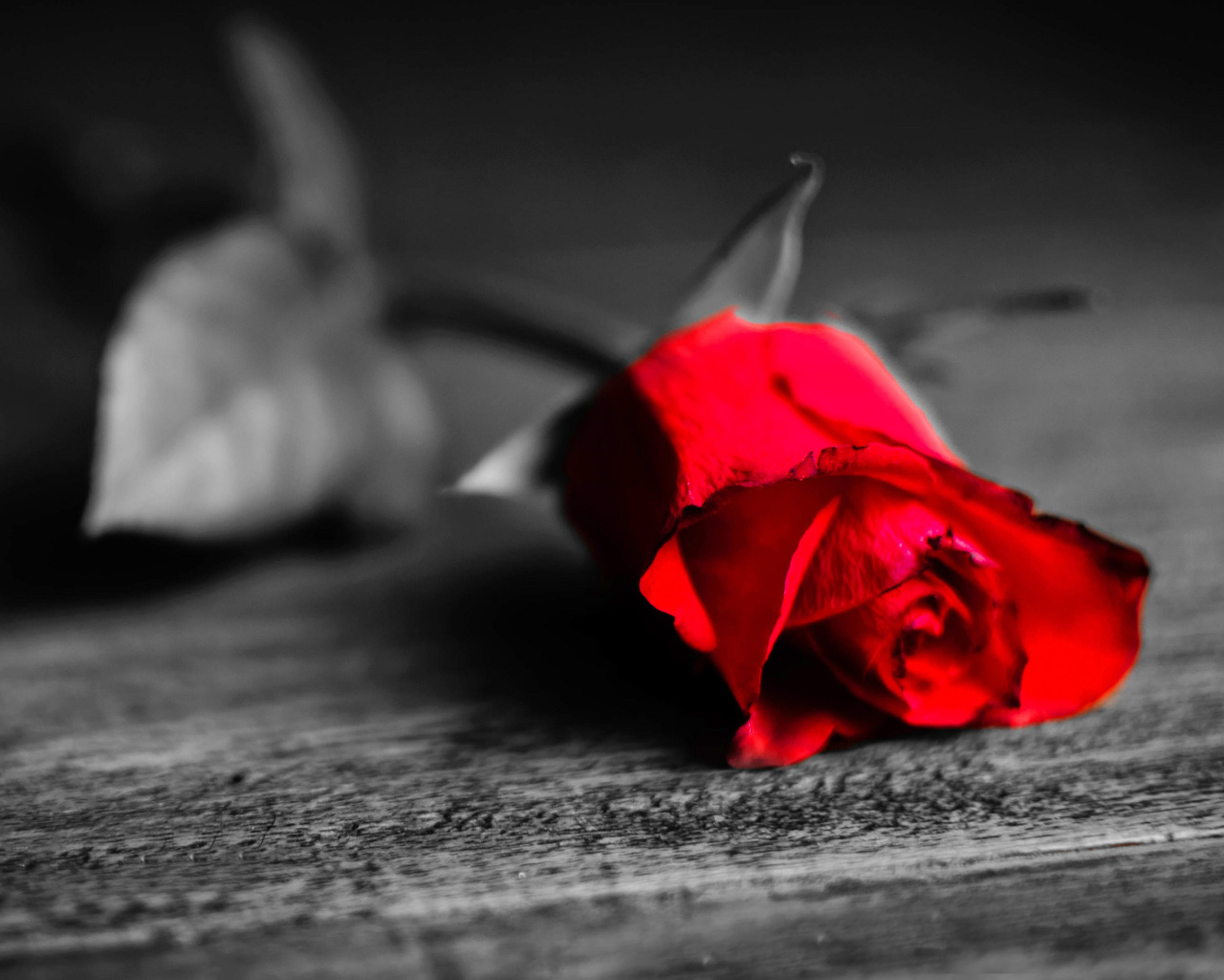 Red Rose On Wooden Surface wallpaper 1280x1024