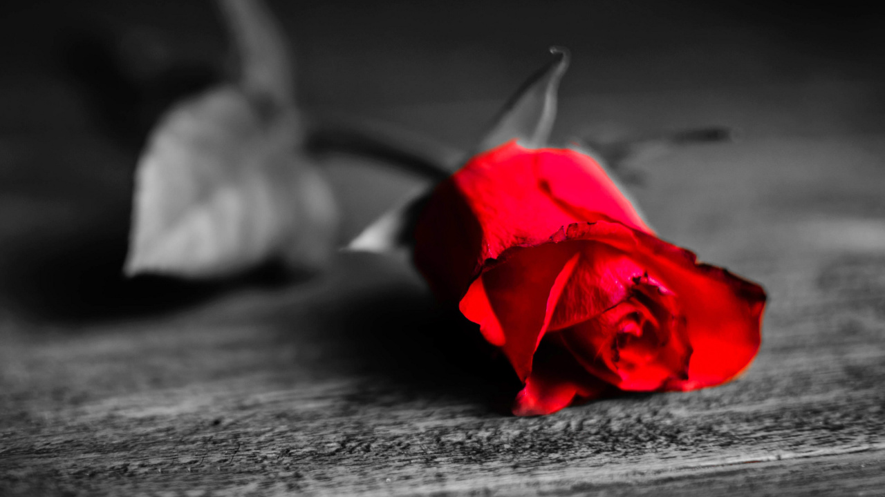 Обои Red Rose On Wooden Surface 1280x720
