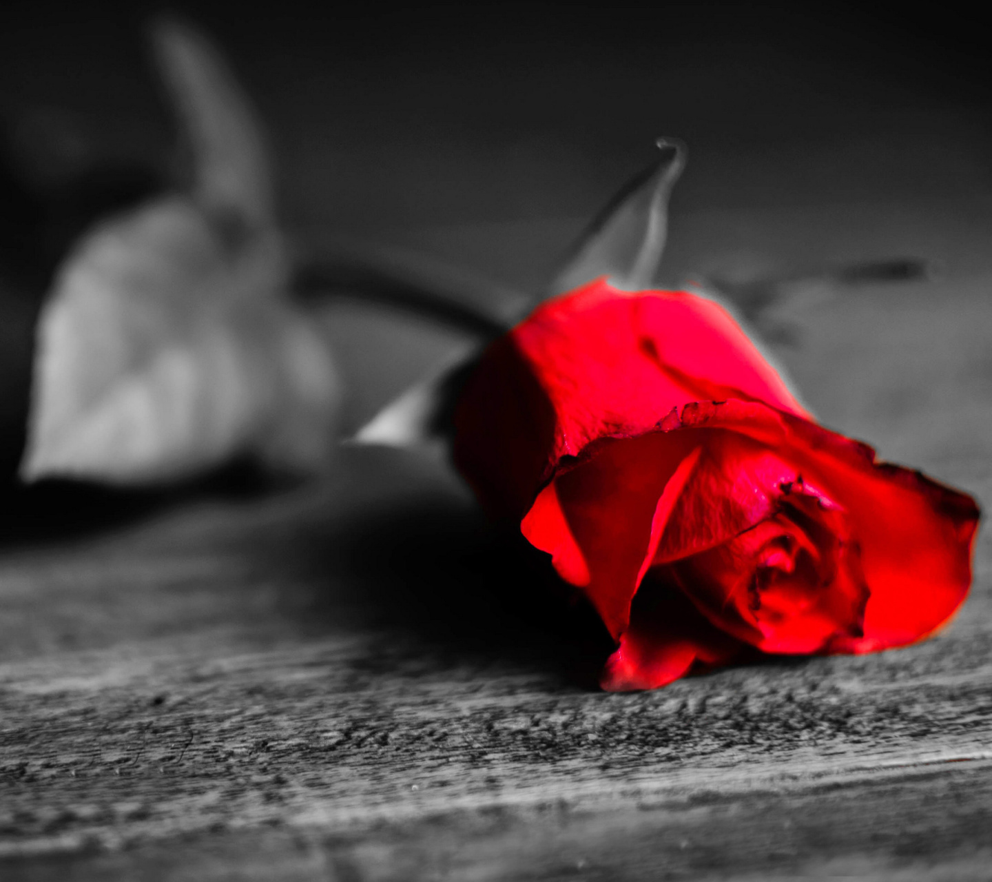 Обои Red Rose On Wooden Surface 1440x1280