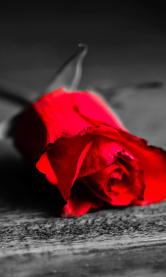 Red Rose On Wooden Surface screenshot #1 240x400