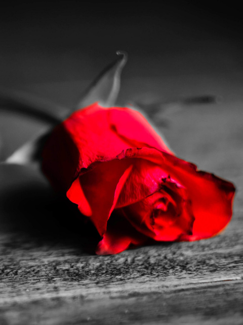 Red Rose On Wooden Surface wallpaper 480x640