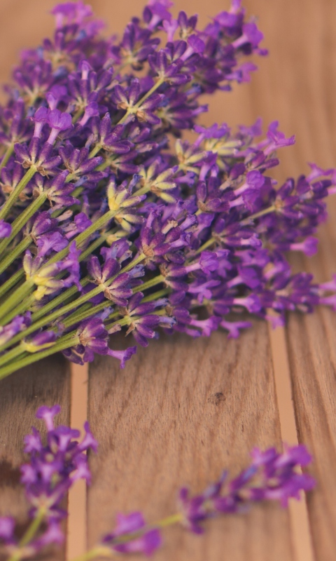 Обои French Lavender Bouquet 480x800