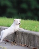 Fondo de pantalla White Puppy Walking 128x160