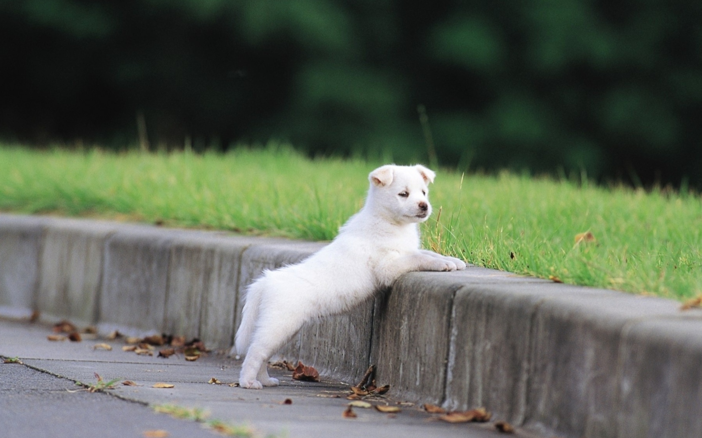Sfondi White Puppy Walking 1440x900
