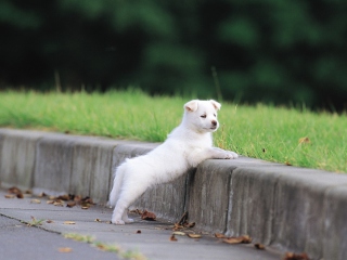 Sfondi White Puppy Walking 320x240