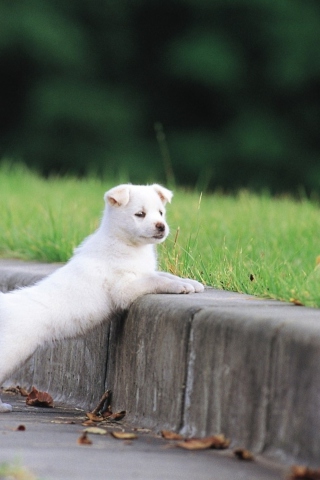 Sfondi White Puppy Walking 320x480