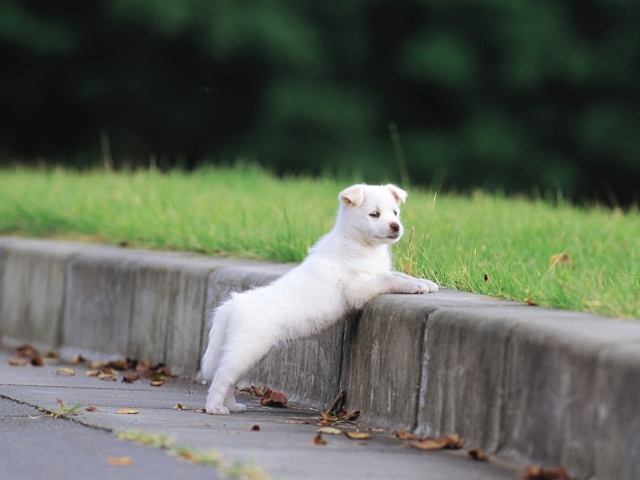 Das White Puppy Walking Wallpaper 640x480