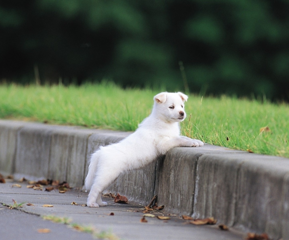 Das White Puppy Walking Wallpaper 960x800
