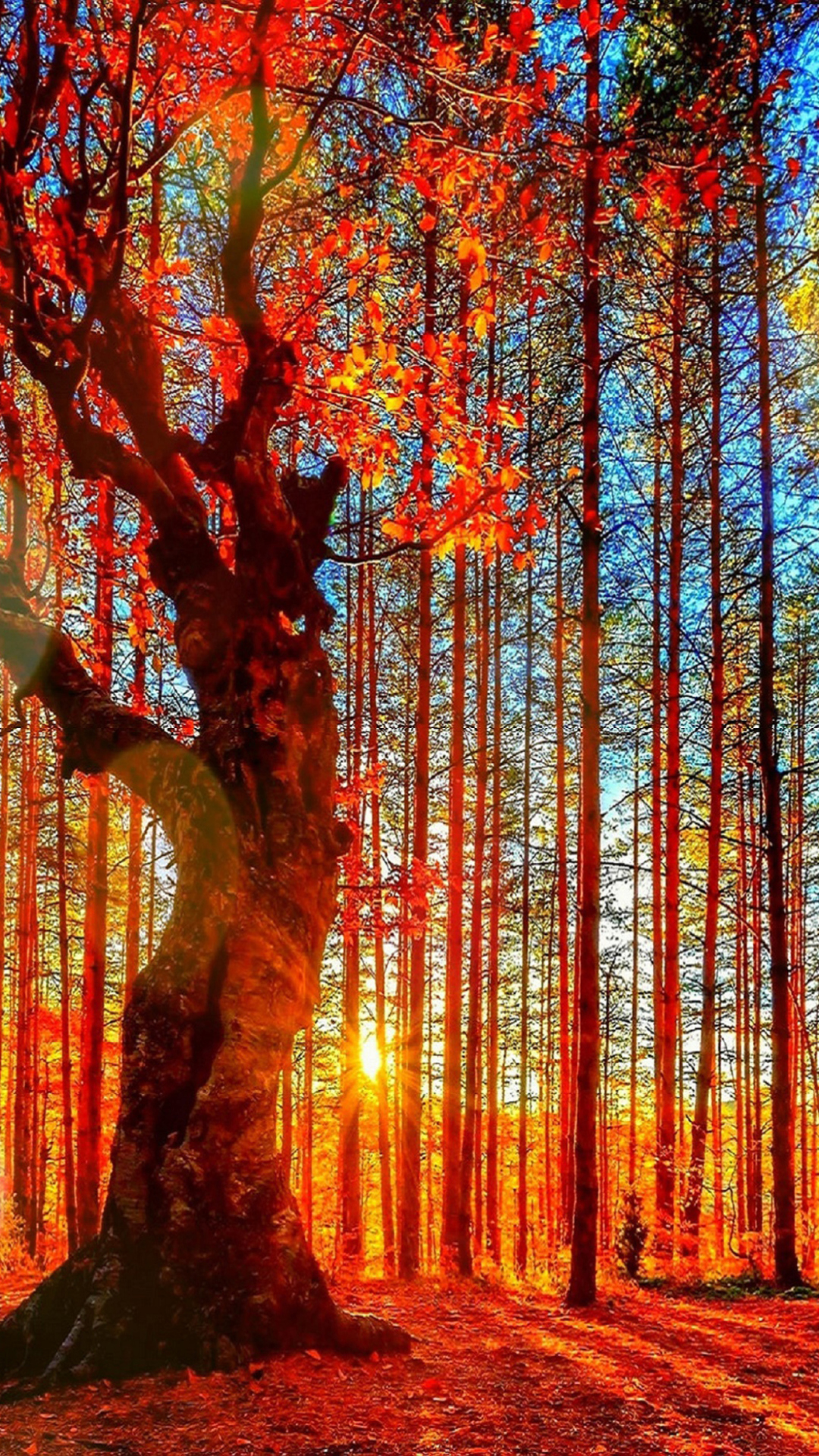 Sfondi Forest Autumn Sunset 1080x1920