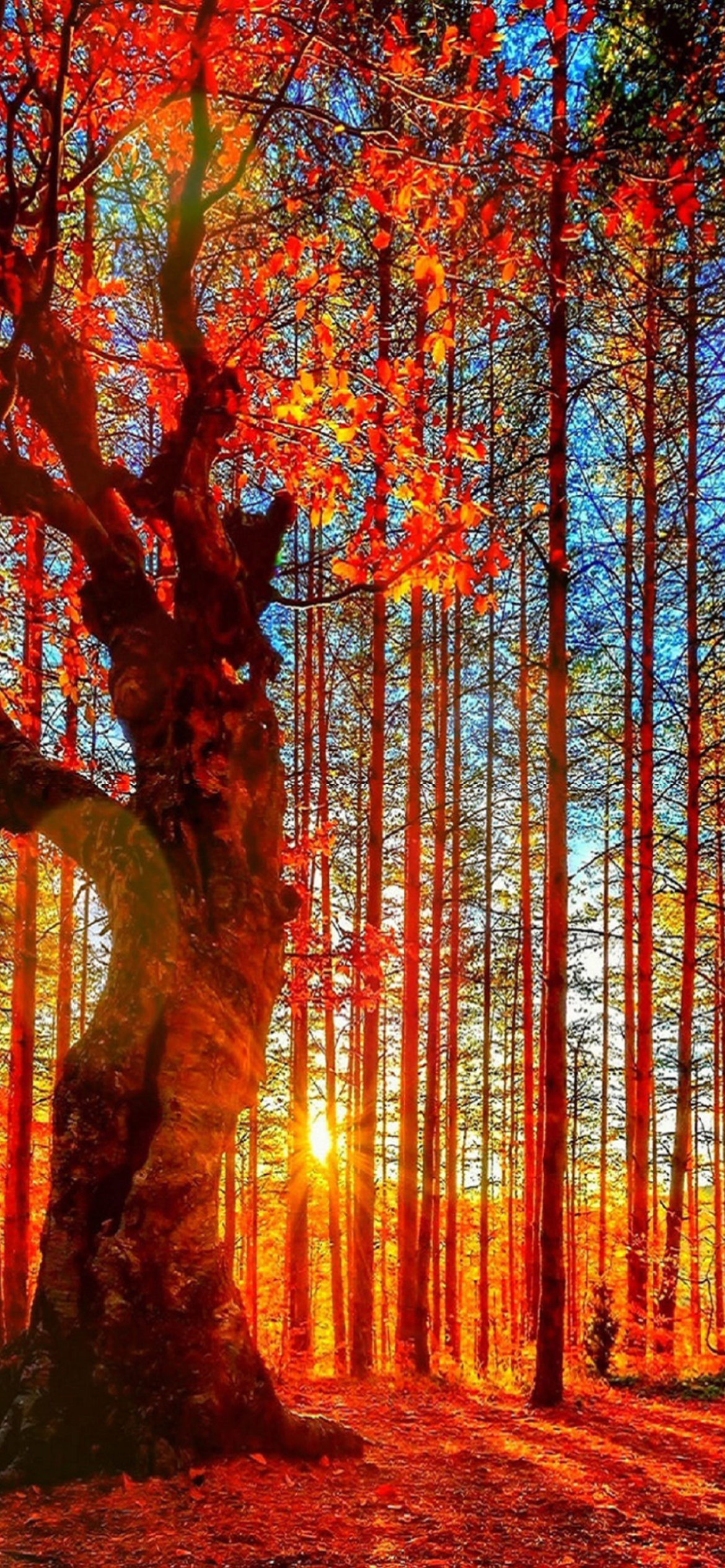 Sfondi Forest Autumn Sunset 1170x2532