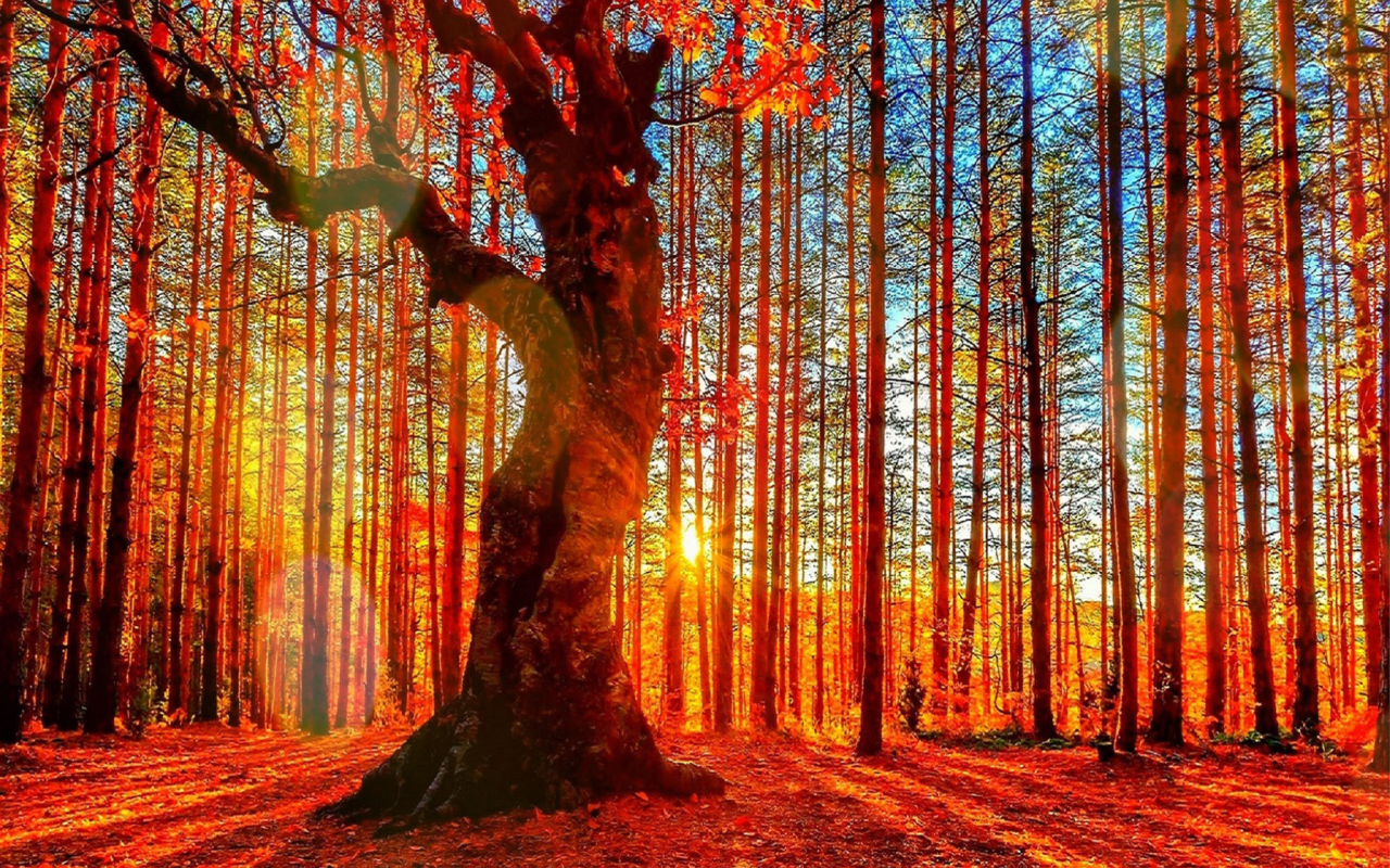 Screenshot №1 pro téma Forest Autumn Sunset 1280x800