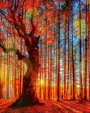 Das Forest Autumn Sunset Wallpaper 128x160