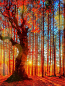 Das Forest Autumn Sunset Wallpaper 132x176