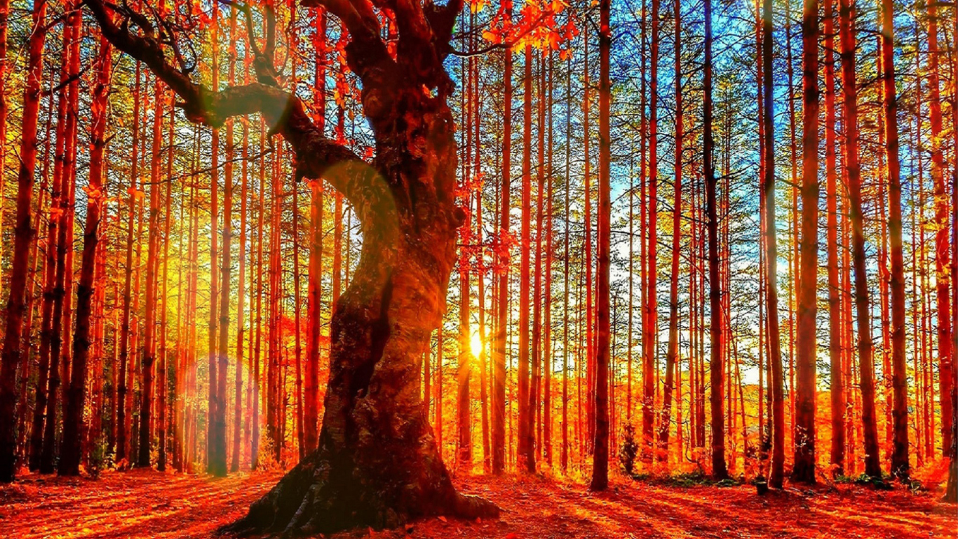 Fondo de pantalla Forest Autumn Sunset 1366x768