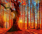 Fondo de pantalla Forest Autumn Sunset 176x144