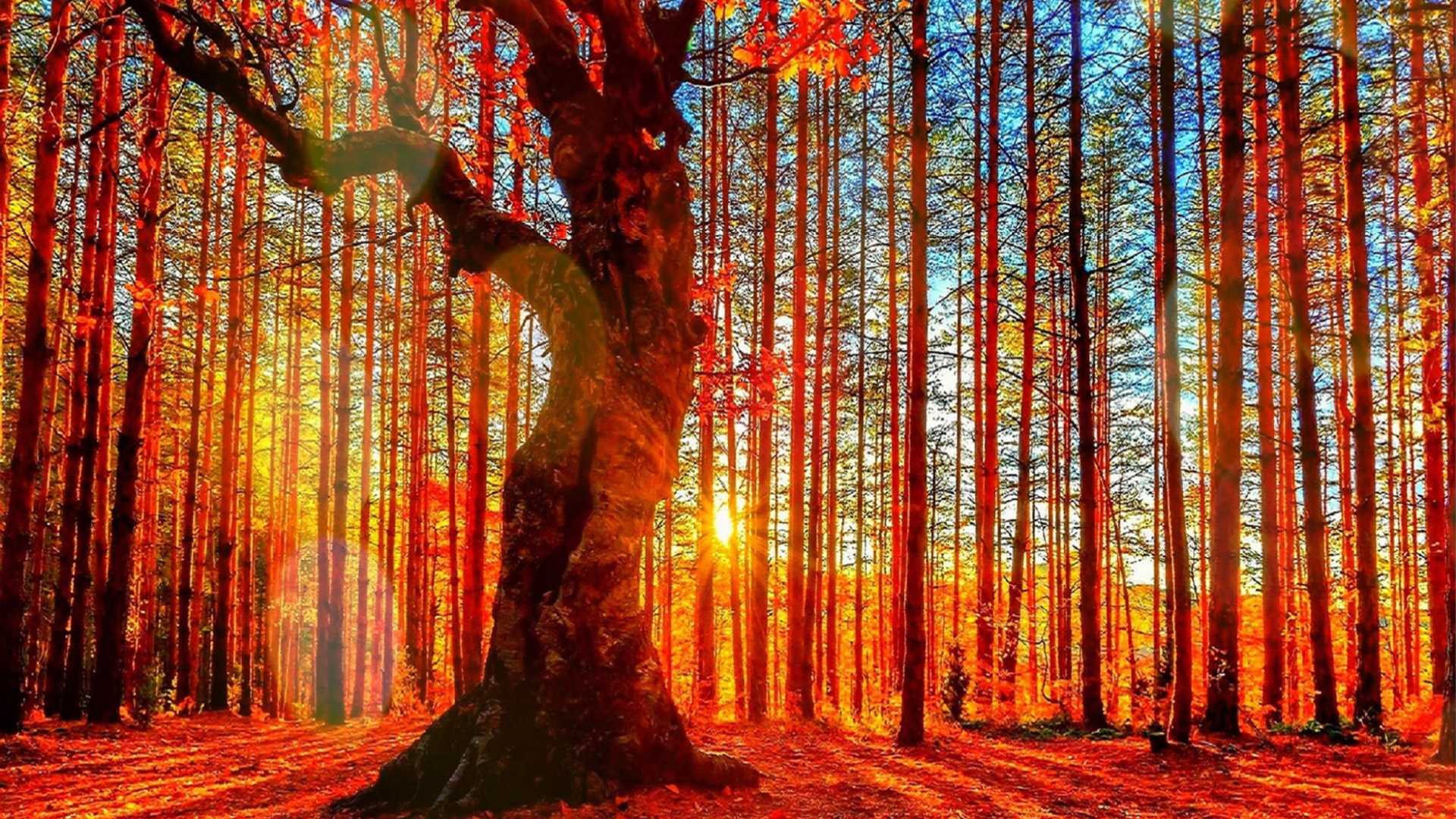 Das Forest Autumn Sunset Wallpaper 1920x1080