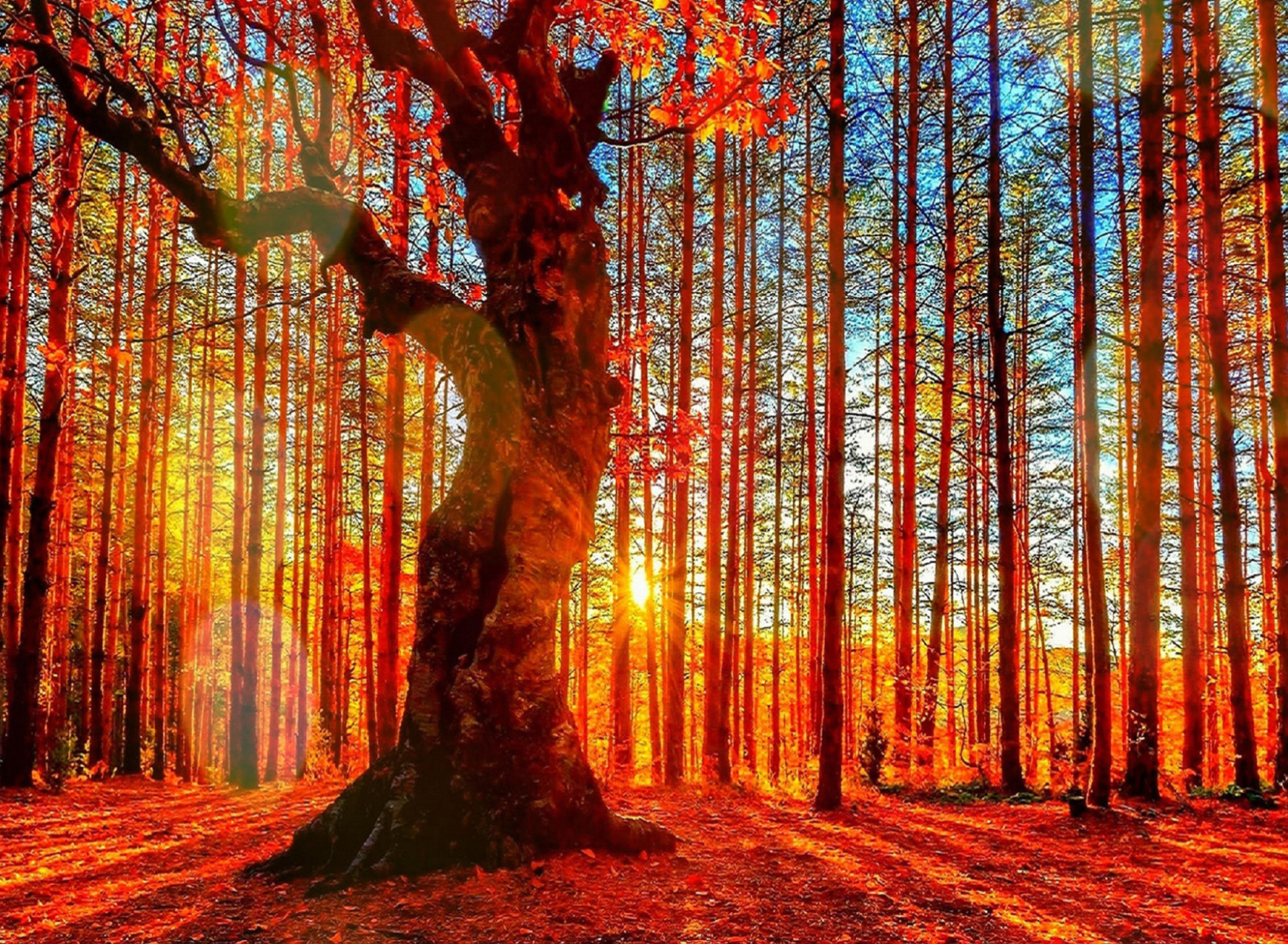 Обои Forest Autumn Sunset 1920x1408