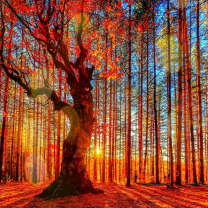 Обои Forest Autumn Sunset 208x208