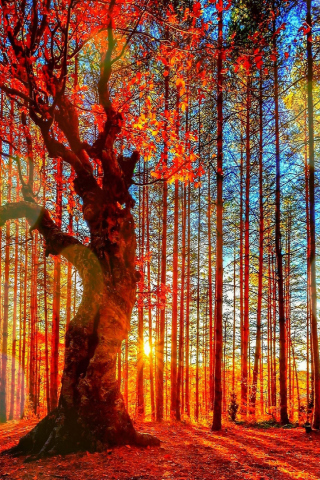 Das Forest Autumn Sunset Wallpaper 320x480