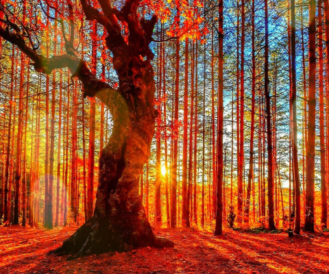 Обои Forest Autumn Sunset 480x400