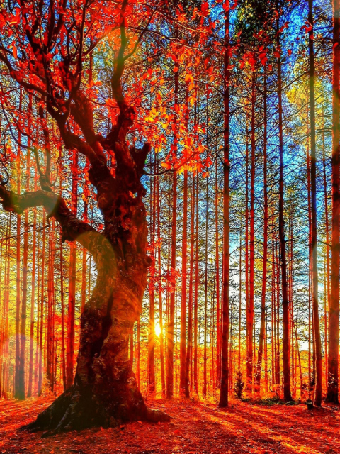 Das Forest Autumn Sunset Wallpaper 480x640