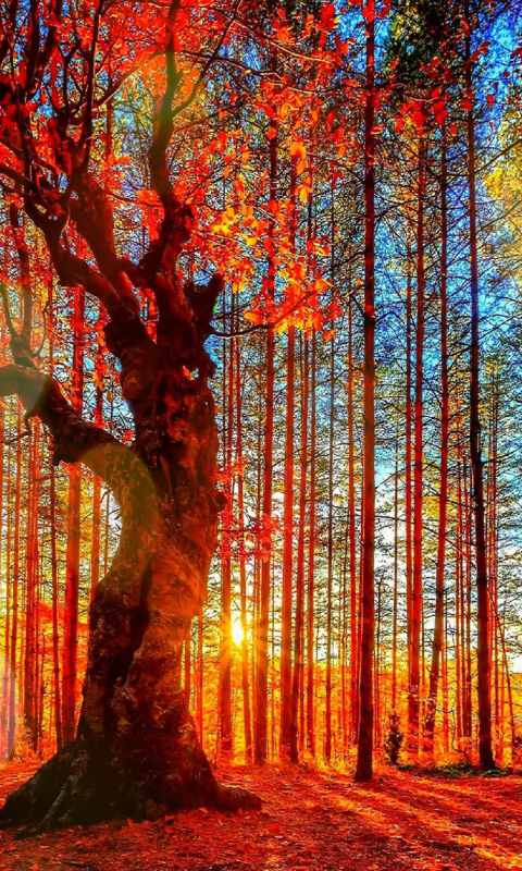 Das Forest Autumn Sunset Wallpaper 480x800