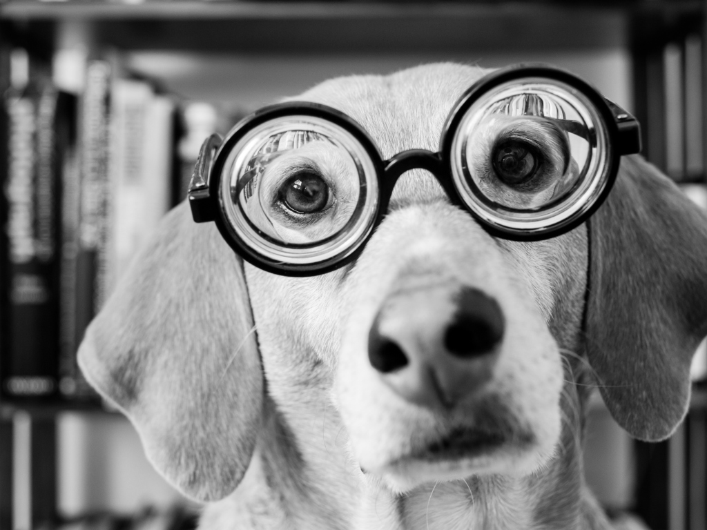 Funny Dog Wearing Glasses wallpaper 1024x768