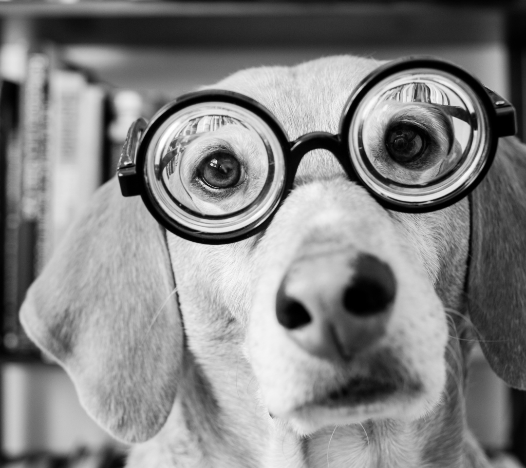 Sfondi Funny Dog Wearing Glasses 1080x960
