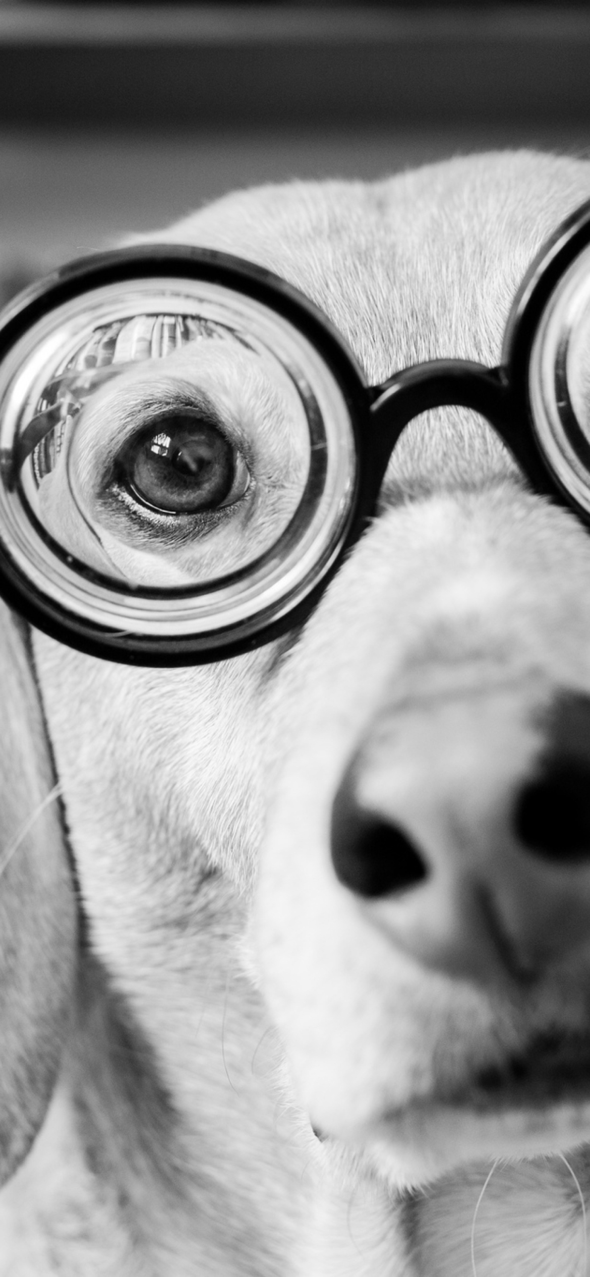 Das Funny Dog Wearing Glasses Wallpaper 1170x2532
