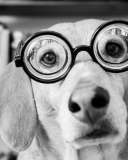 Das Funny Dog Wearing Glasses Wallpaper 128x160