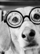 Das Funny Dog Wearing Glasses Wallpaper 132x176