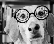Funny Dog Wearing Glasses wallpaper 176x144