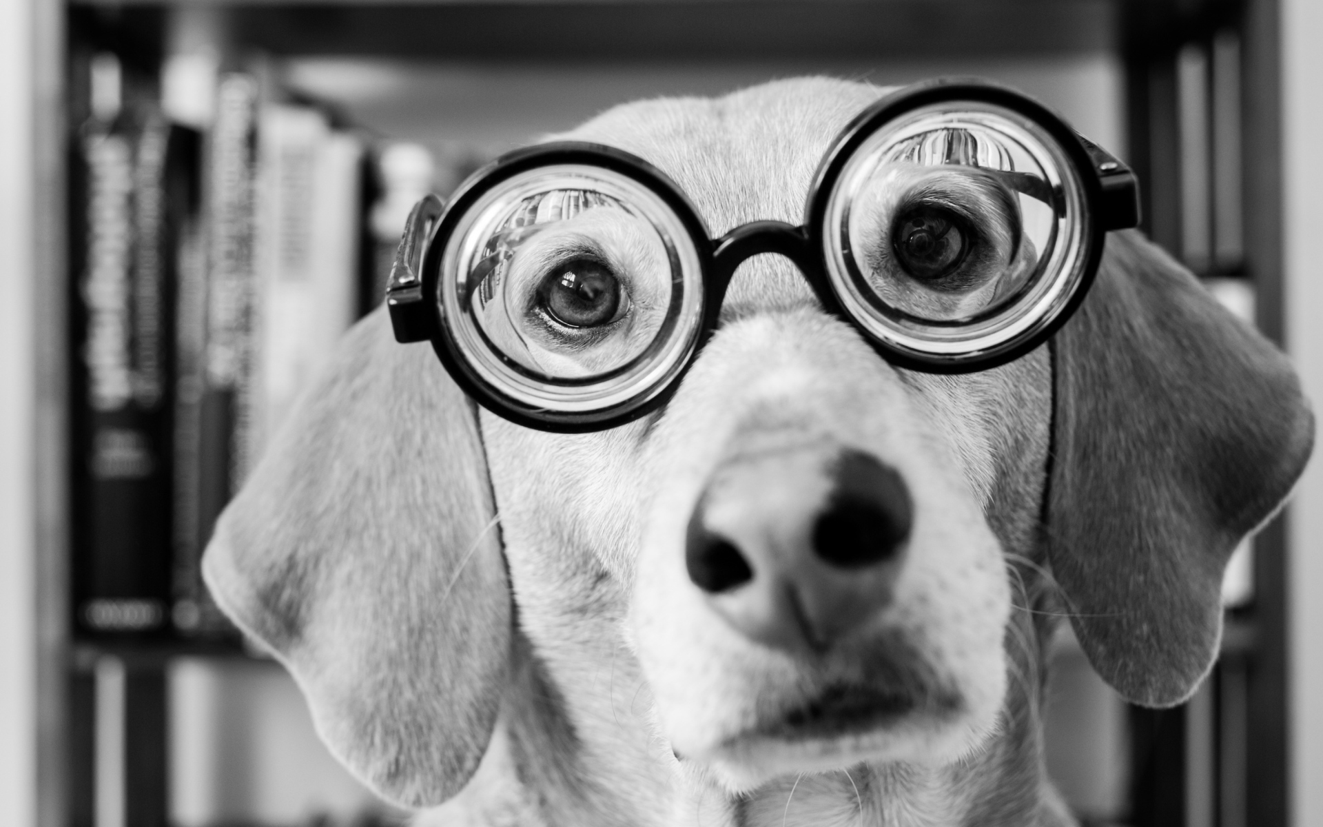 Fondo de pantalla Funny Dog Wearing Glasses 1920x1200