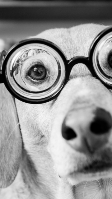 Das Funny Dog Wearing Glasses Wallpaper 360x640