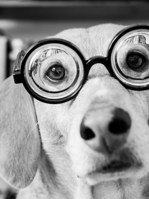 Funny Dog Wearing Glasses wallpaper 480x640
