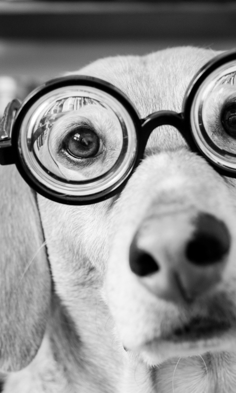 Обои Funny Dog Wearing Glasses 480x800