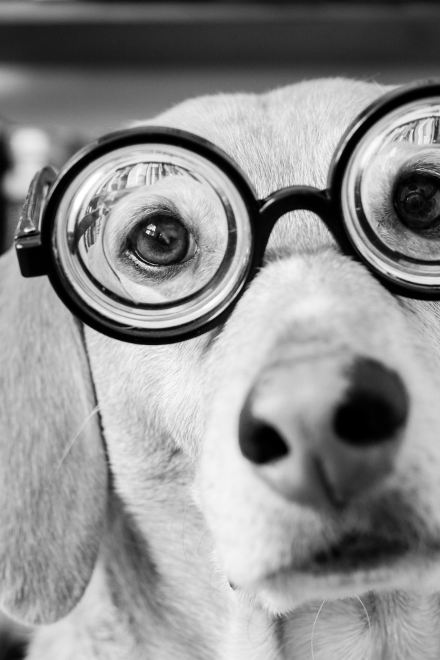 Обои Funny Dog Wearing Glasses 640x960