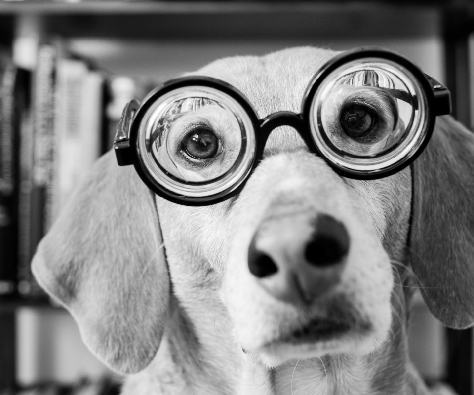 Das Funny Dog Wearing Glasses Wallpaper 960x800