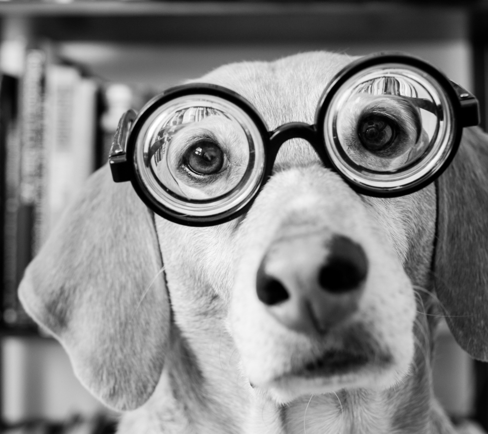 Funny Dog Wearing Glasses screenshot #1 960x854