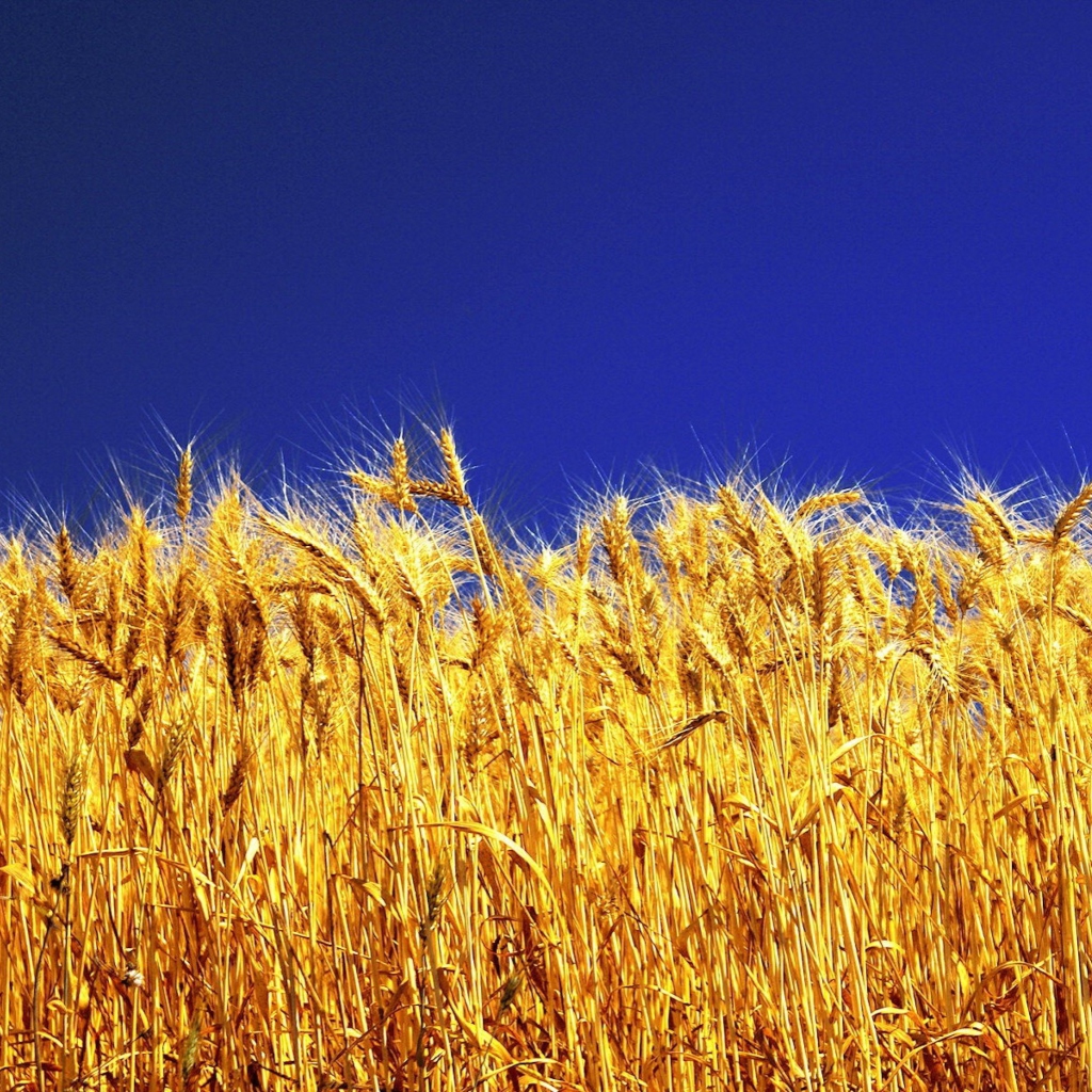 Das Wheat Field Wallpaper 1024x1024