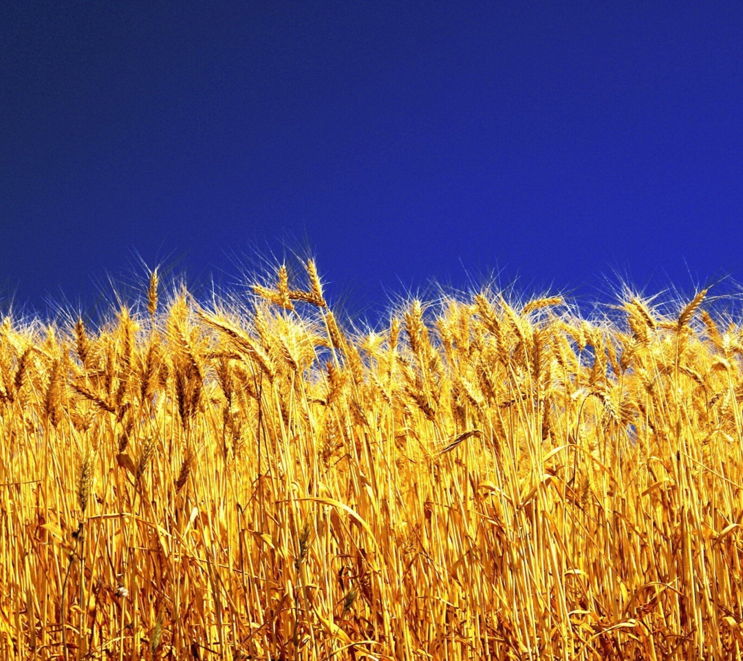 Wheat Field wallpaper 1080x960