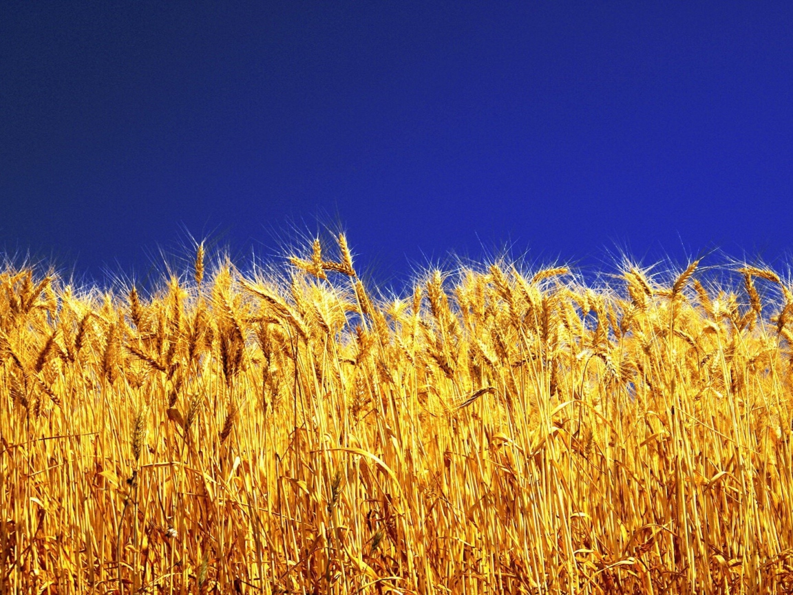Wheat Field screenshot #1 1152x864