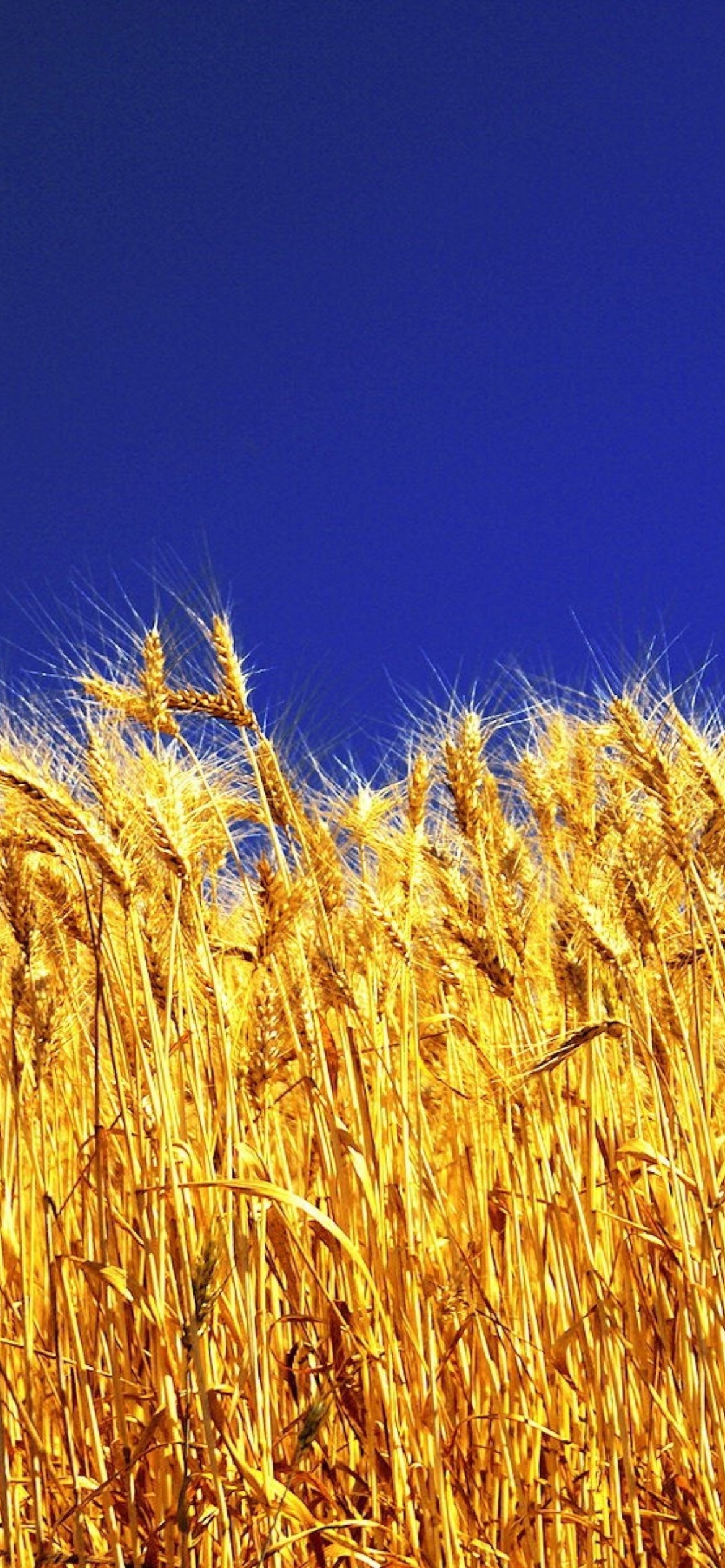 Das Wheat Field Wallpaper 1170x2532