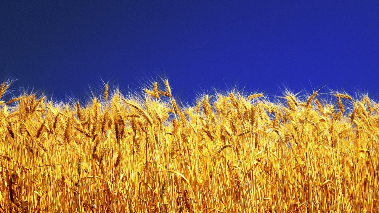 Wheat Field wallpaper 1280x720