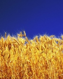 Sfondi Wheat Field 128x160