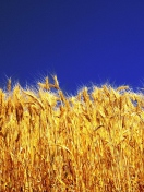 Das Wheat Field Wallpaper 132x176