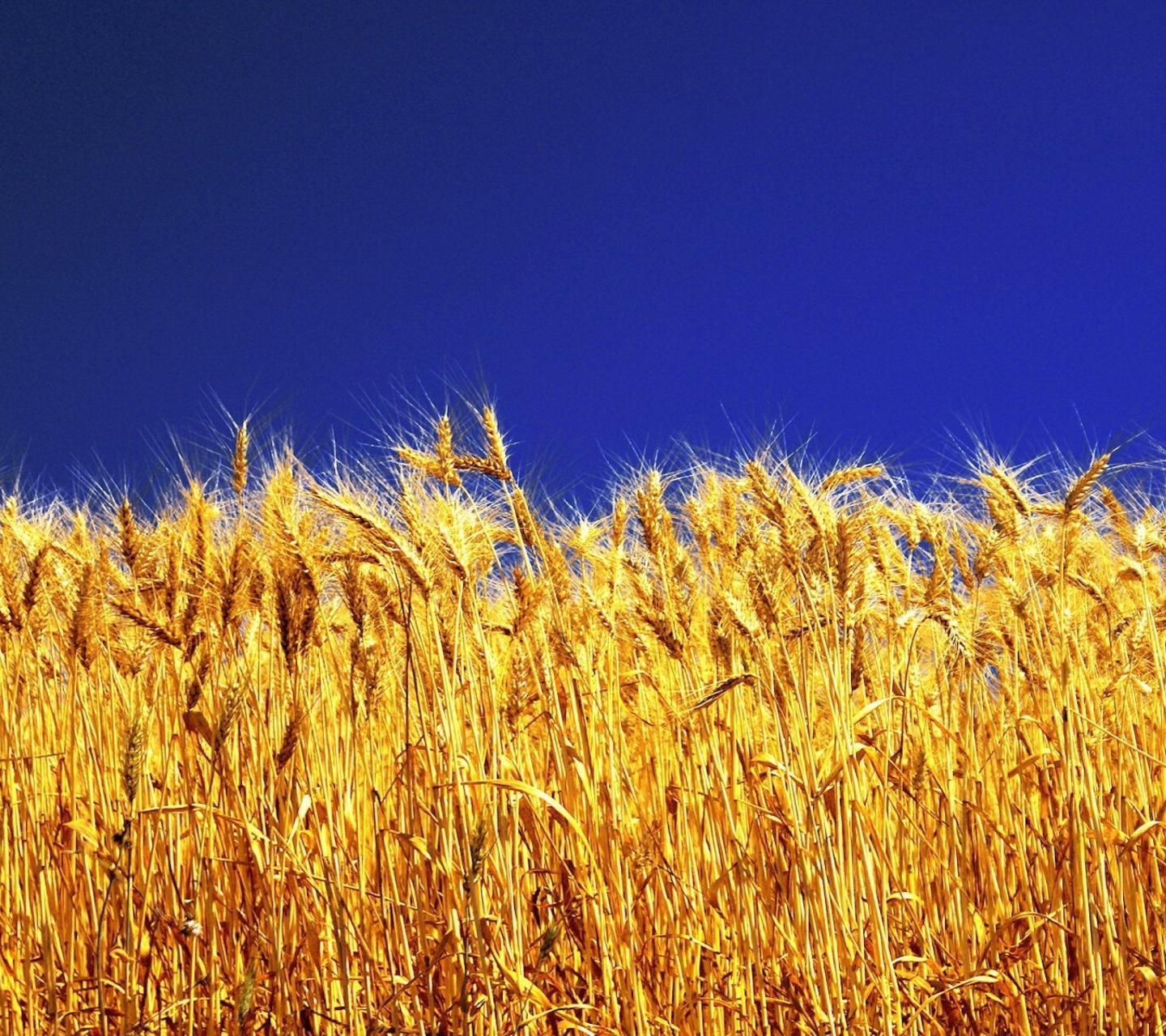 Das Wheat Field Wallpaper 1440x1280