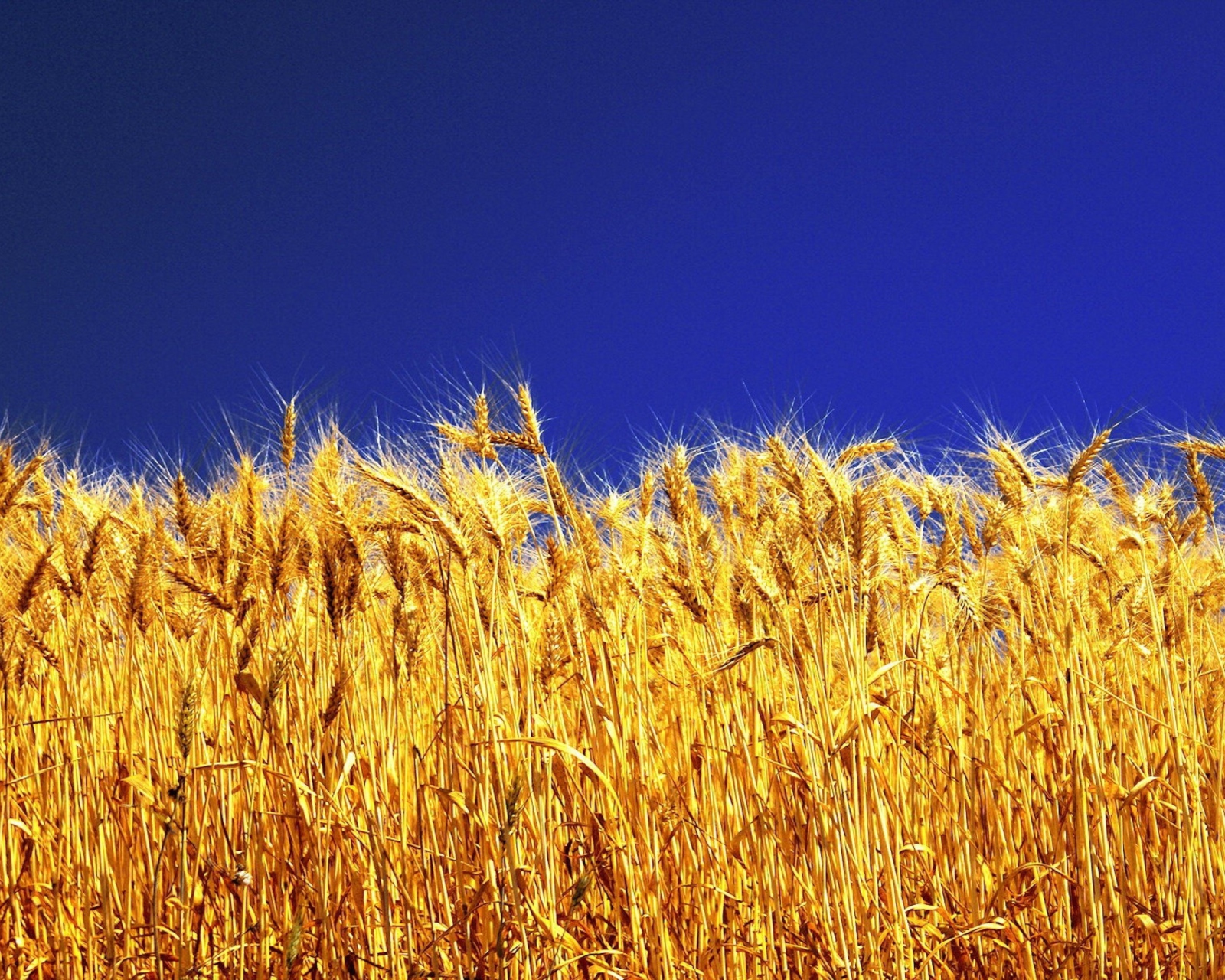 Das Wheat Field Wallpaper 1600x1280