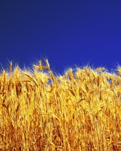 Wheat Field screenshot #1 176x220