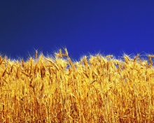 Wheat Field screenshot #1 220x176